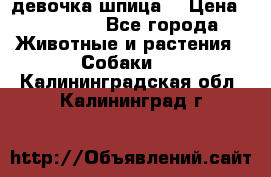 девочка шпица  › Цена ­ 40 000 - Все города Животные и растения » Собаки   . Калининградская обл.,Калининград г.